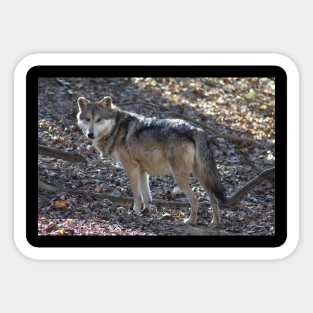 Grey Wolf Sticker